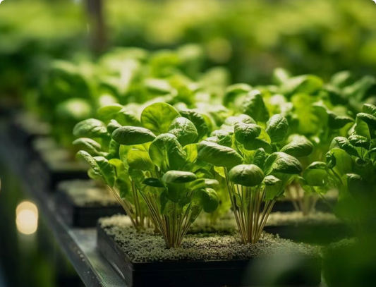 Illuminating Your Indoor Garden: A Deep Dive into Plant Lights