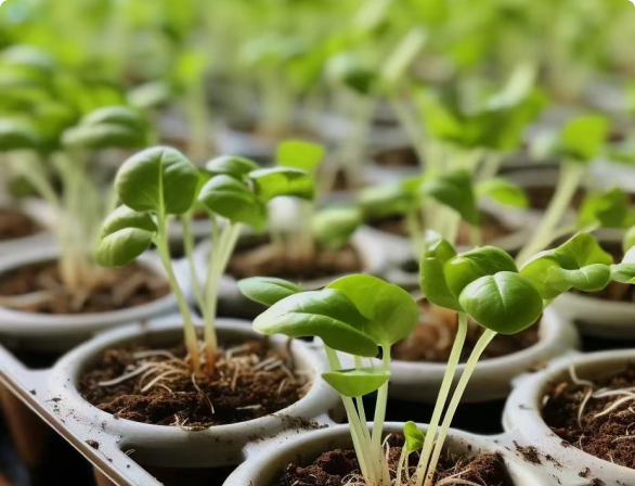 Exploring Plant Lights: Creating a Cozy Indoor Green Space