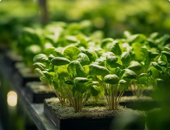 Illuminating Your Indoor Garden: A Deep Dive into Plant Lights