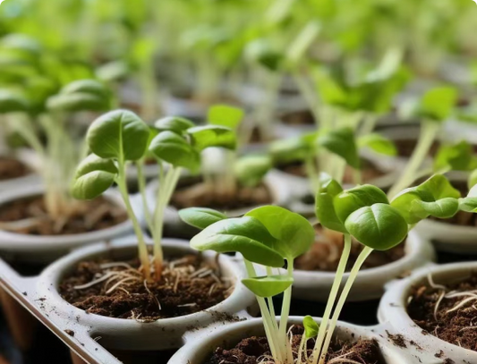 Exploring Plant Lights: Creating a Cozy Indoor Green Space